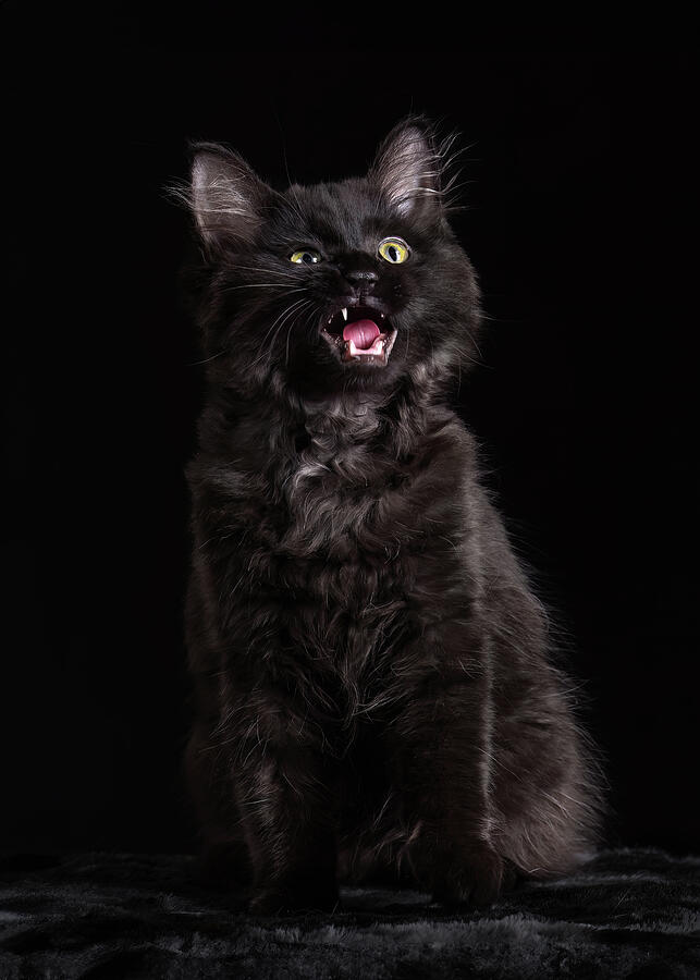Black Kitten Funny Face Photograph by Tracy Munson