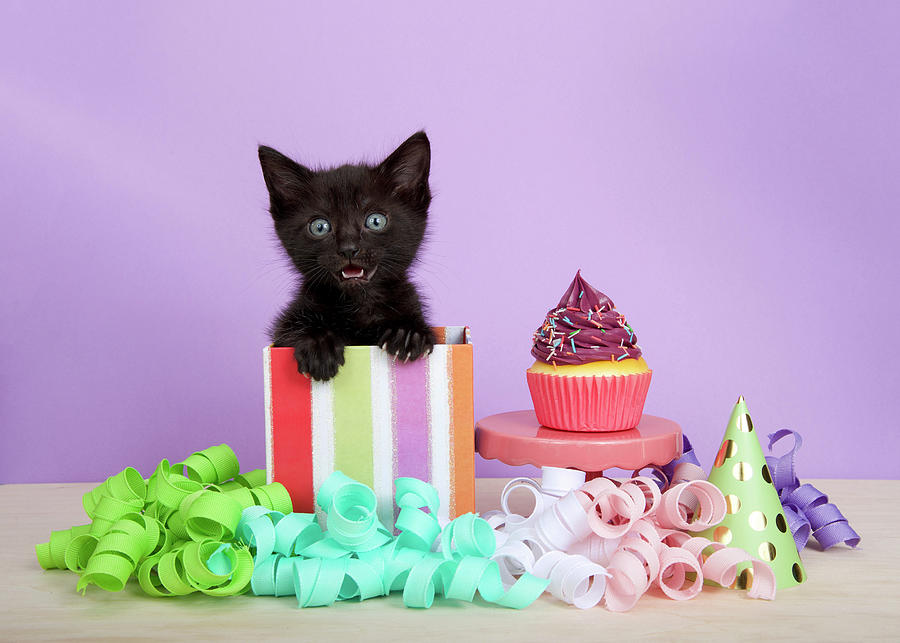 Black Kitten Happy Birthday Photograph by Sheila Fitzgerald - Pixels