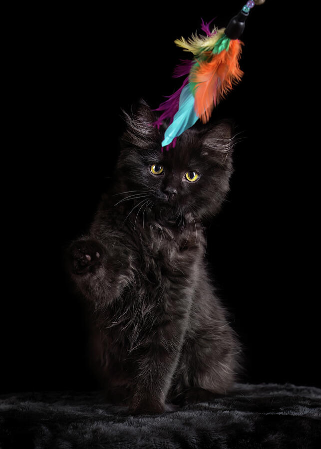 Black Kitten Playing with Feather Toy Photograph by Tracy Munson