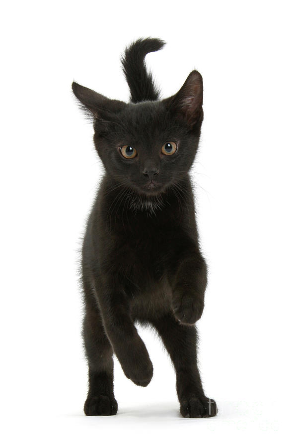 Black kitten running Photograph by Warren Photographic - Pixels