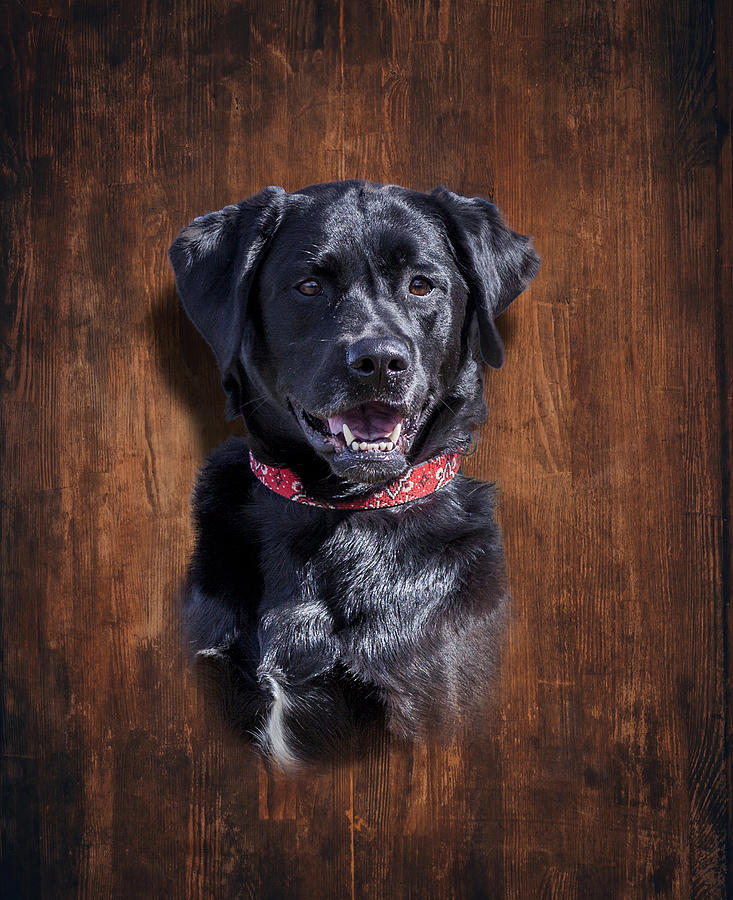 Black Lab Dog Portrait Photograph by Trevor Slauenwhite Black Lab Dog Portrait Photograph by Trevor Slauenwhite