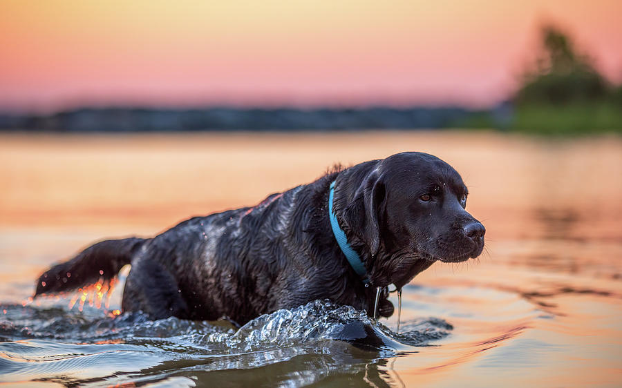 Black Lab in the River at Sunset Photograph by Rachel Morrison