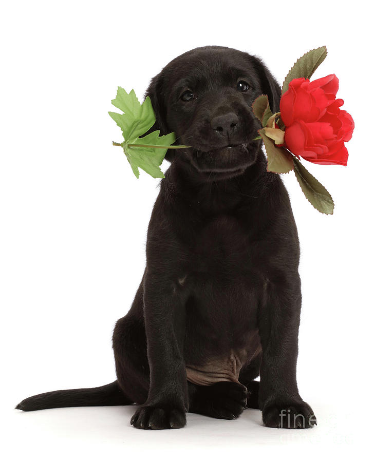 Black Lab Rose Photograph by Warren Photographic