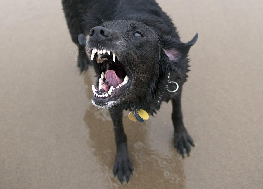 Black Labrador dog prepares to bite. Photograph by Jonathan Kirn