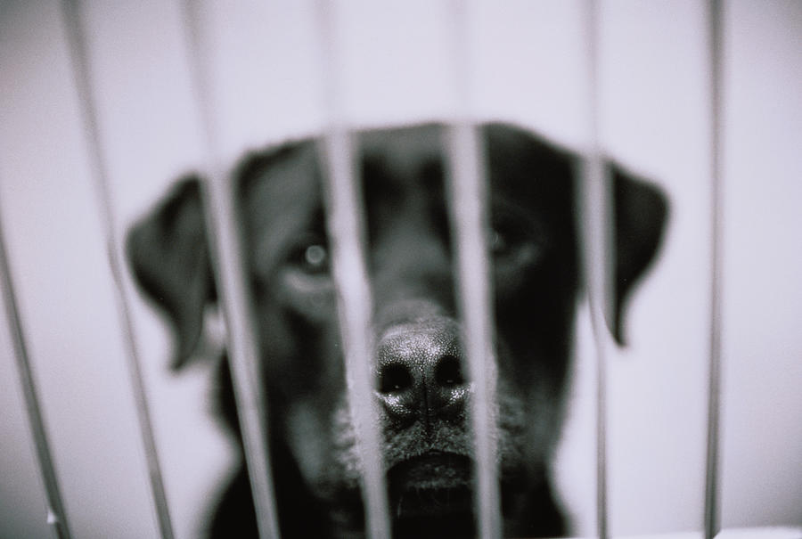 Black Labrador in Cage Photograph by Henry Horenstein