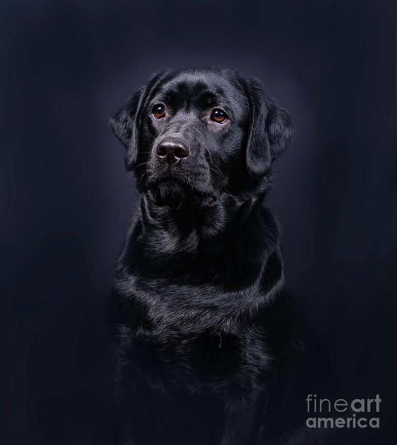 Black Labrador Retriever Puppy Photograph