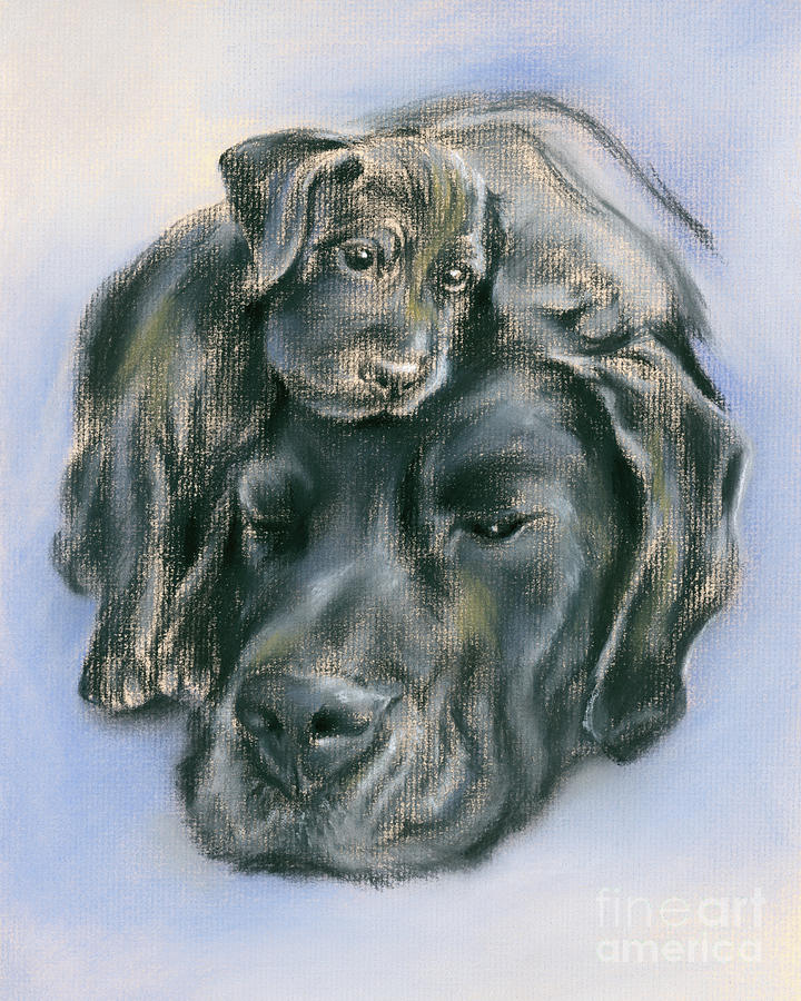 Black Labrador Retriever Puppy and Parent Drawing by MM Anderson