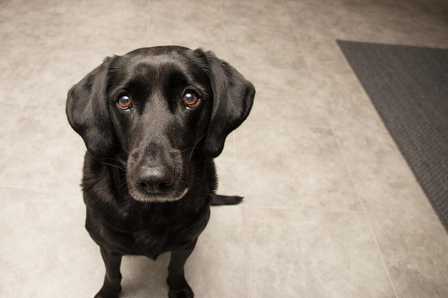 Black Labrador Retriever sitting on kitchen floor looking directly into camera Photograph by Christina Reichl Photography