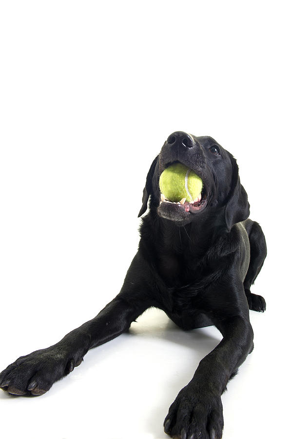 Black Labrador with Ball Photograph by Sbeyer7