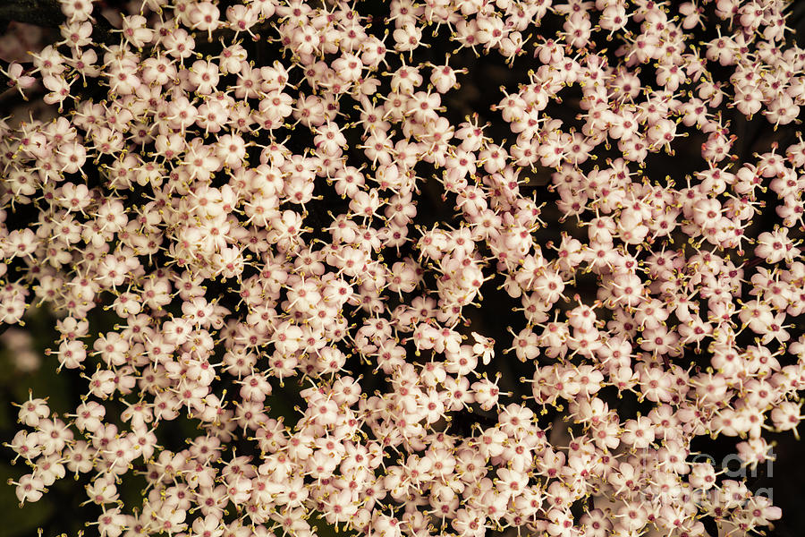 Spring Photograph - Black Lace Elderberry Flower Close-up by Nancy Gleason