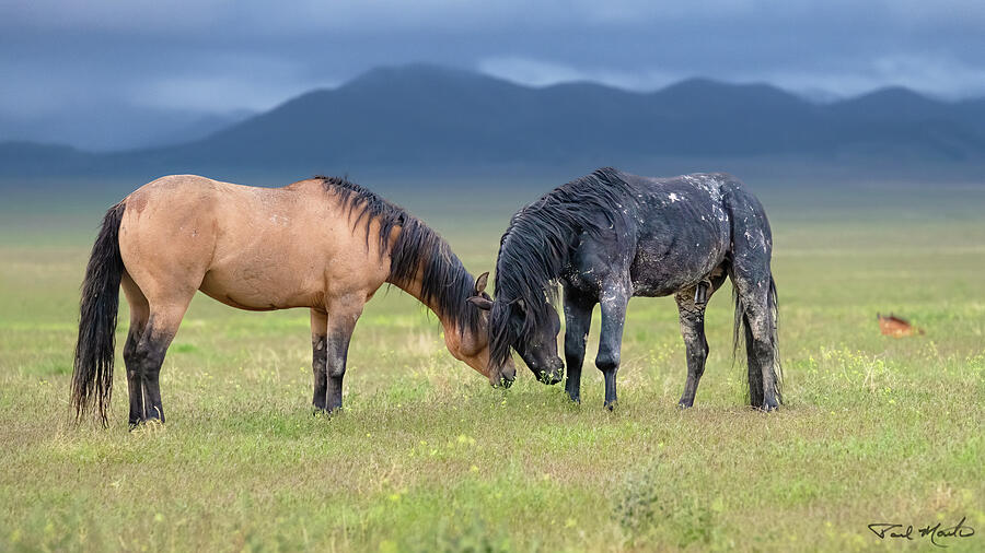 Desert Photograph - Black Lead Stallion. by Paul Martin