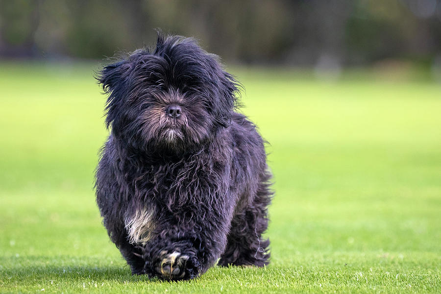 Black Lhasa Apso Puppy Photograph by Diana Andersen
