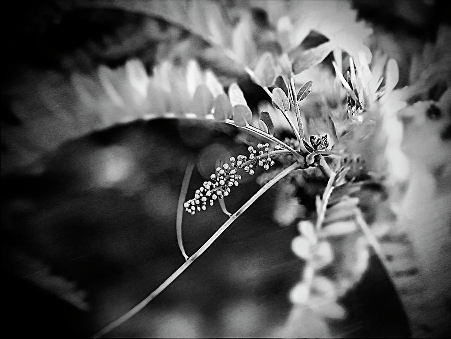 Black And White Photograph - Black Locust Tree Detail Black And White Photograph by Ann Powell