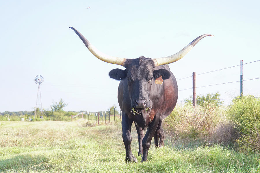 Black longhorn cow print Photograph by Cathy Valle