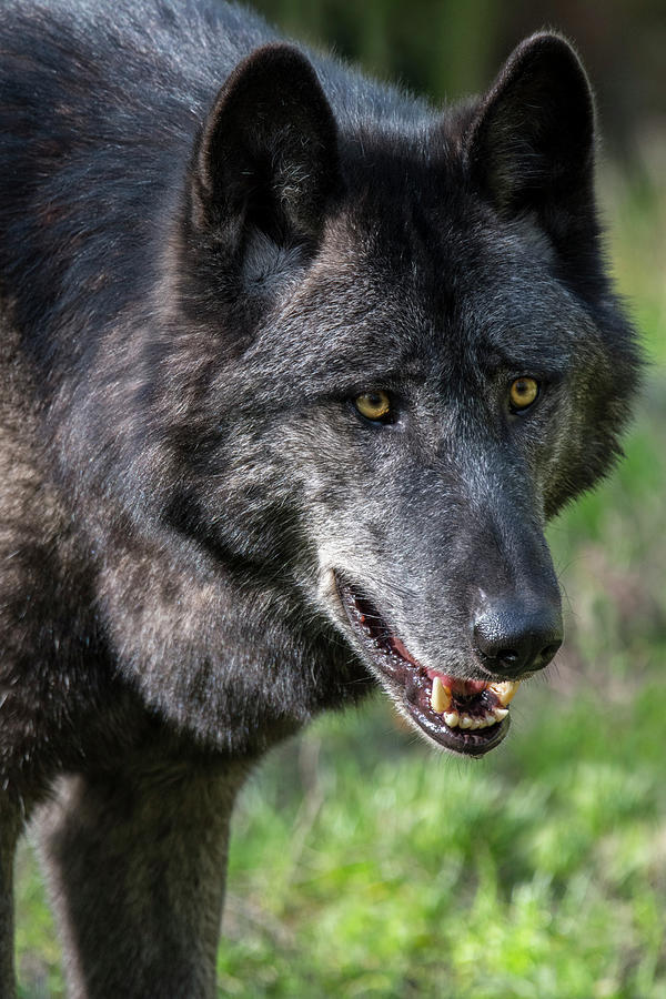 Black Mackenzie Valley Wolf Photograph by Arterra Picture Library ...