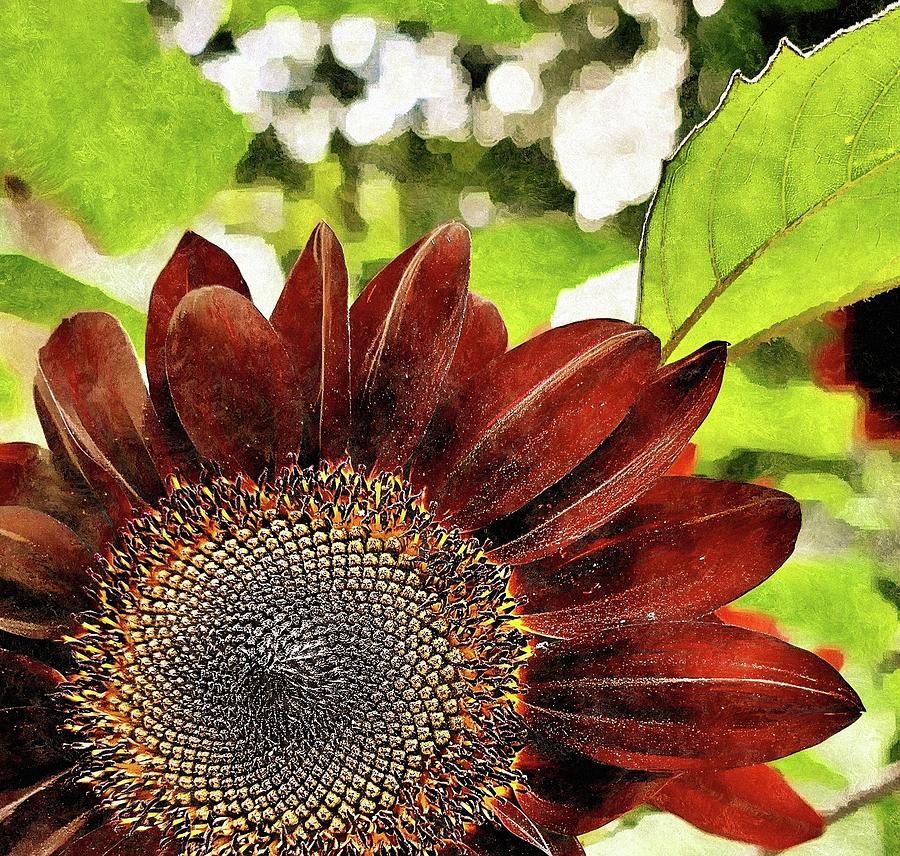 Black Magic Sunflower Photograph by Kathy Barney