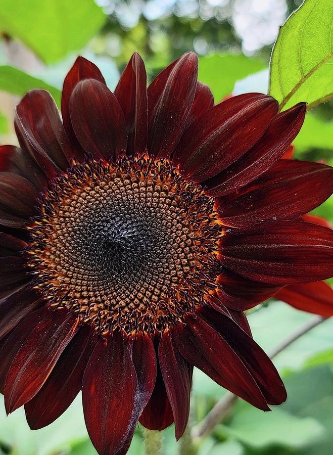 Black Magic Sunflower Power Photograph by Kathy Barney