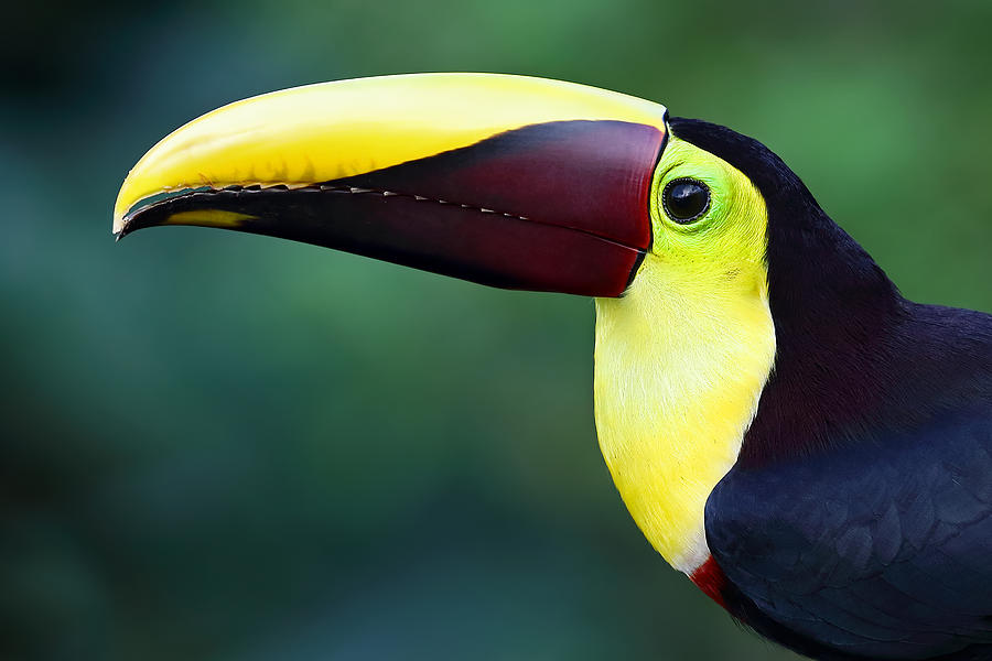 Black-mandibled toucan closeup Photograph by Jim Cumming
