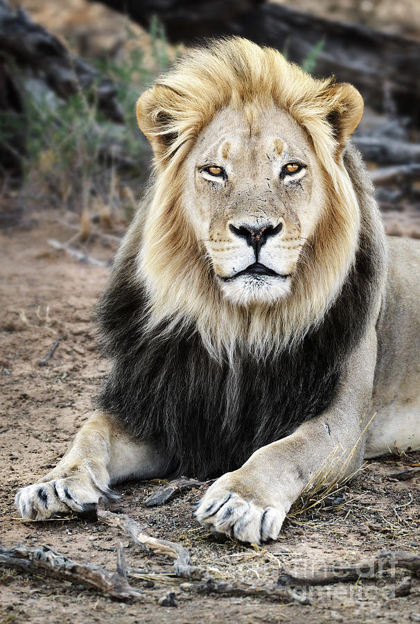 Black maned Lion portrait close-up Photograph by Etienne Outram