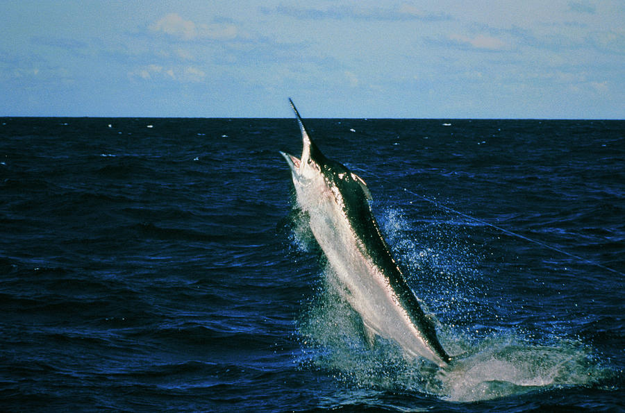 Black Marlin (Makaira indica) caught on fishing line Photograph by Georgette Douwma