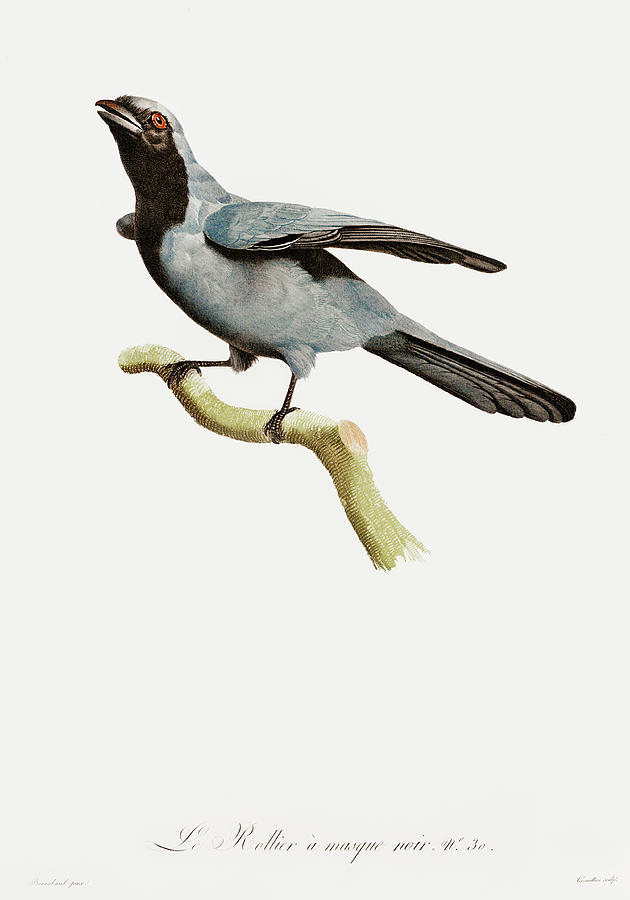 Black Masked Roller -  Vintage Bird Illustration - Birds Of Paradise - Jacques Barraband  Digital Art by Studio Grafiikka