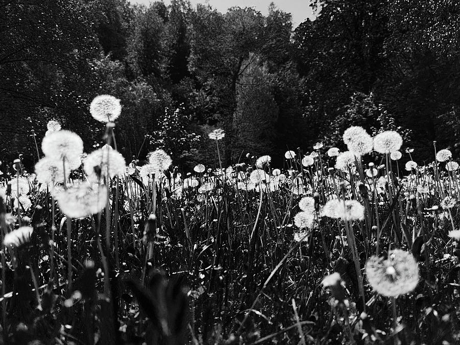 Black meadow Photograph by Robert Grac