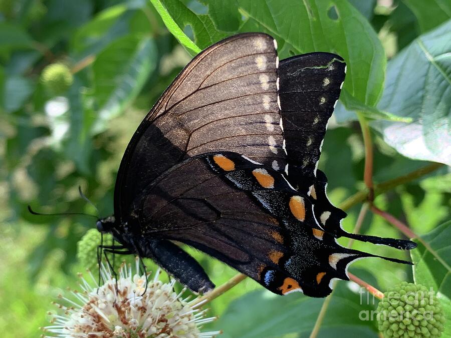 Black Monarch Butterfly 2 Photograph by Catherine Wilson