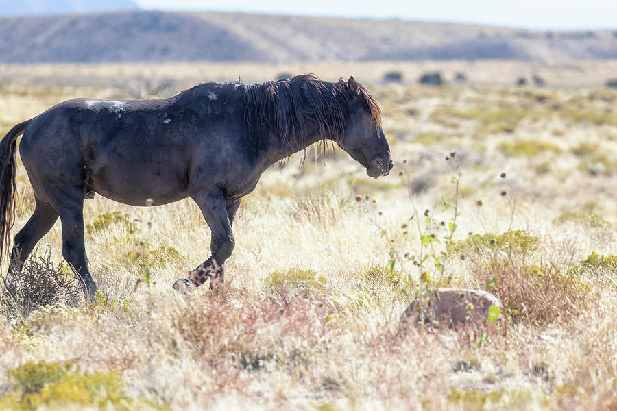 Black Mustang past Simpson Springs Photograph by Belinda Greb