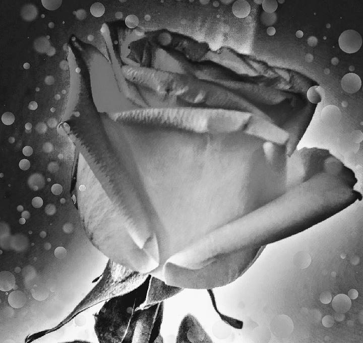 Black N White Rose Photograph by Brittany M - Pixels