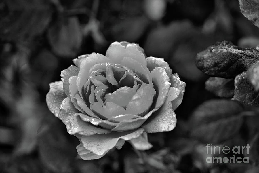 Black N White Rose Photograph by Edna W - Pixels