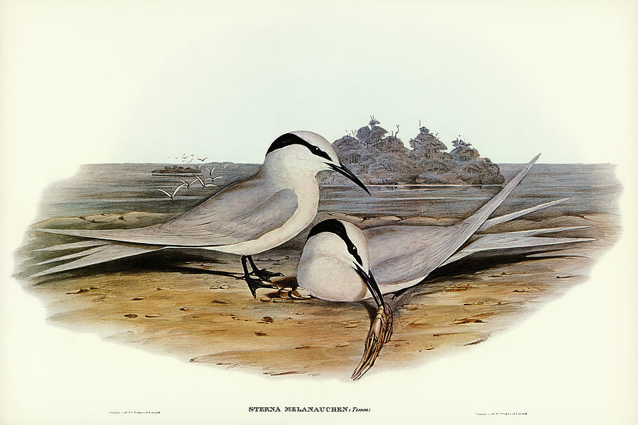John Gould Drawing - Black-naped Tern, Sterna melanauchen by John Gould