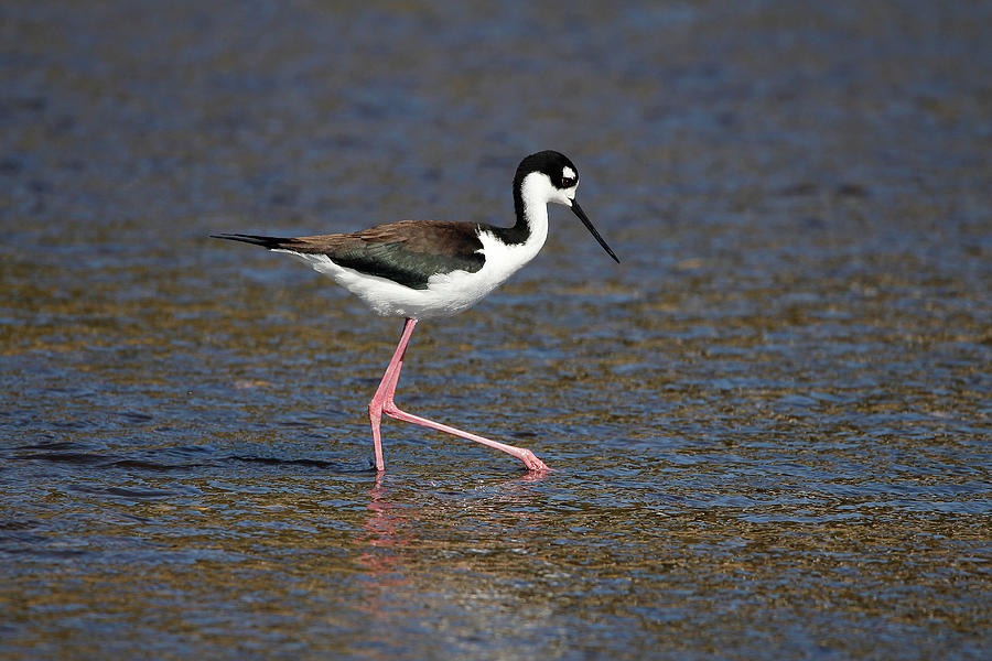 Black Neck Stilt Photograph by Mark Sager - Fine Art America