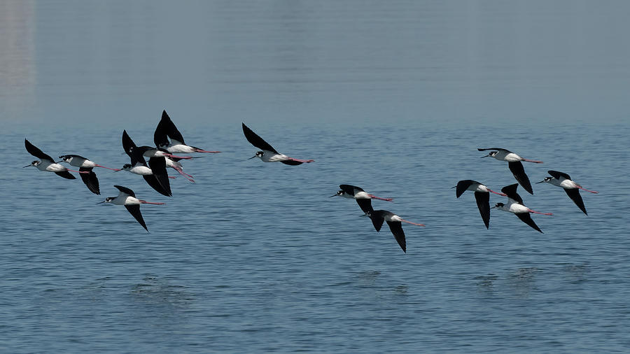 Black Neck Stilts in Flight Photograph by Mike Gifford