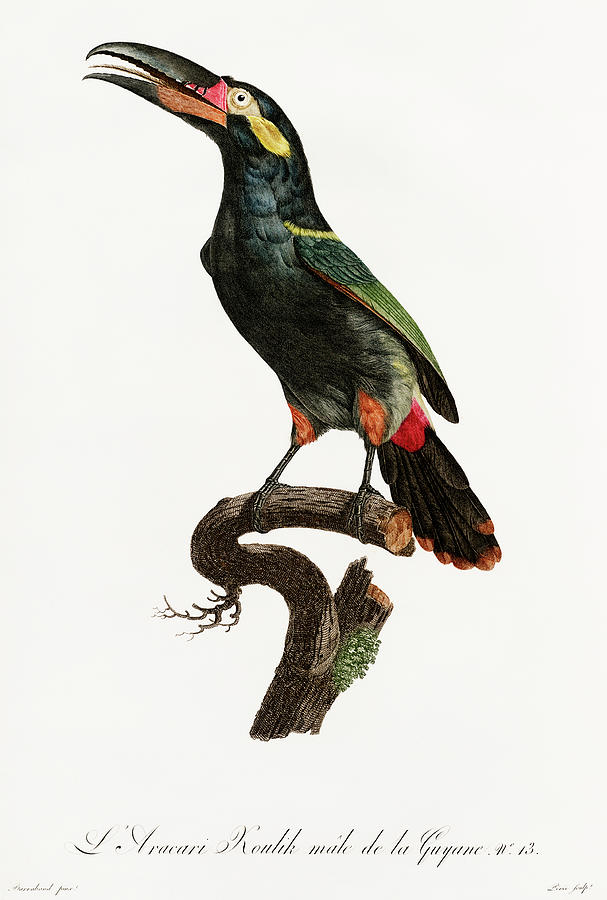 Black Necked Aracari 01 -  Vintage Bird Illustration - Birds Of Paradise - Jacques Barraband  Digital Art by Studio Grafiikka