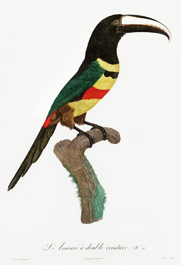 Black Necked Aracari 02 -   Vintage Bird Illustration - Birds Of Paradise - Jacques Barraband  Digital Art by Studio Grafiikka