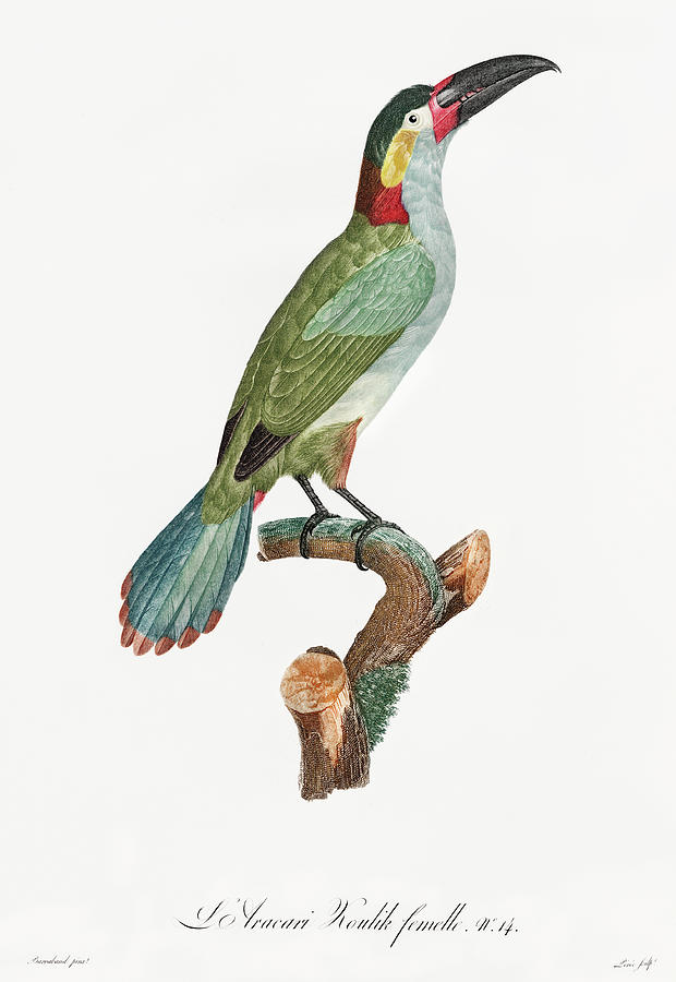 Jacques Barraband Digital Art - Black Necked Aracari Female  -  Vintage Bird Illustration - Birds Of Paradise - Jacques Barraband  by Studio Grafiikka