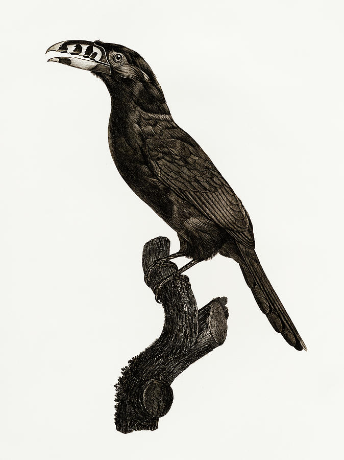Black Necked Aracari Male  -  Vintage Bird Illustration - Birds Of Paradise - Jacques Barraband Digital Art