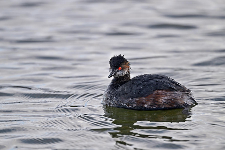 Black-necked Grebe aka Eared Grebe Photograph by Amazing Action Photo Video