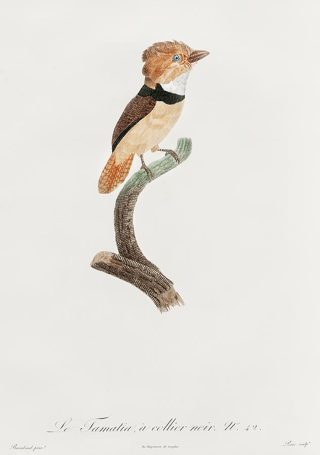 Jacques Barraband Digital Art - Black Necked Stilt -   Vintage Bird Illustration - Birds Of Paradise - Jacques Barraband  by Studio Grafiikka