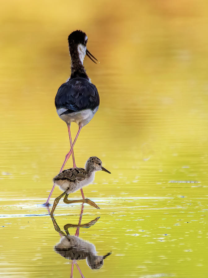 Black-necked Stilt Adult and Chick 4599-061122-2 Photograph by Tam Ryan