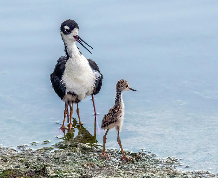 Black-necked Stilt Adult and Chick 7405-061722-2 Photograph by Tam Ryan