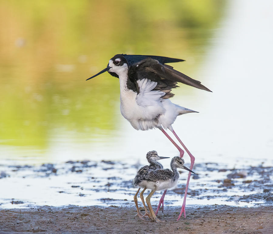 Black-necked Stilt Adult and Chicks 1108-060422-2 Photograph by Tam Ryan