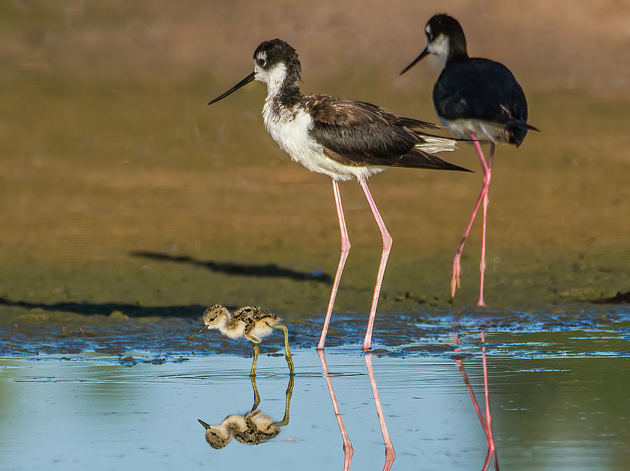 Black-necked Stilt Adults and Chick 2349-060622-2 Photograph by Tam Ryan