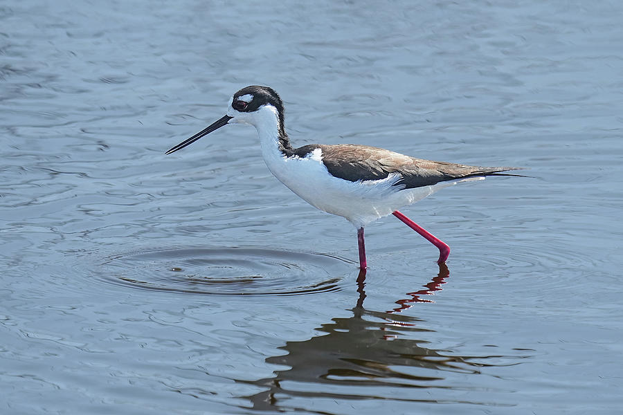 Black-necked Stilt Photograph by Alan Lenk - Fine Art America