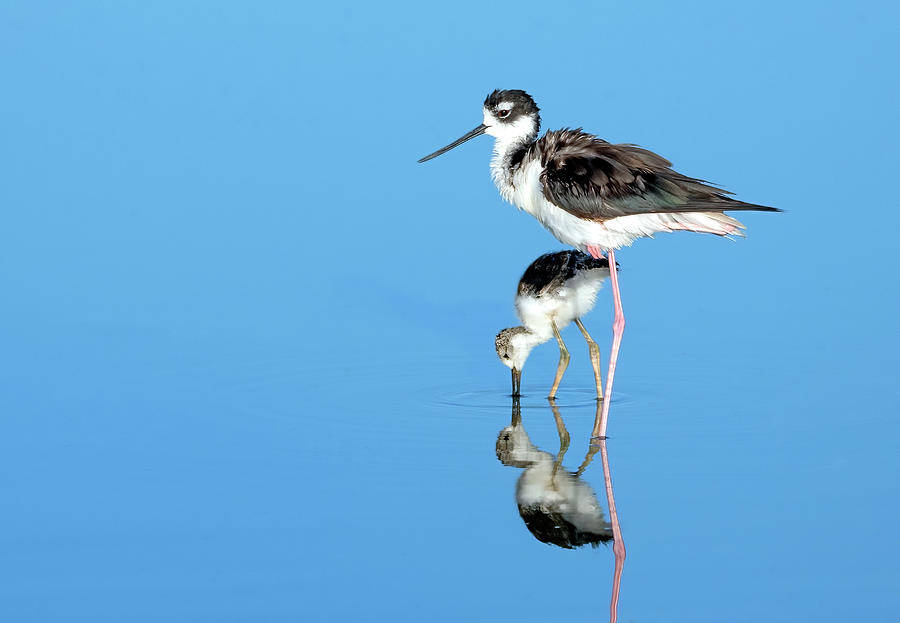 Black-necked Stilt and Chick 0267-062322-2 Photograph by Tam Ryan
