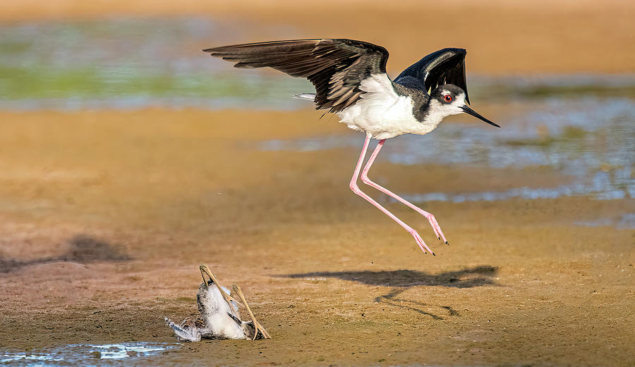Black-necked Stilt and Chick 9583-062122-2 Photograph by Tam Ryan