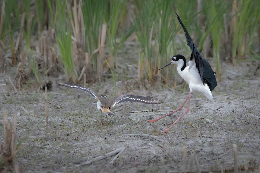 Black-Necked Stilt and Kildeer Photograph by Avneet Kaur - Fine Art America