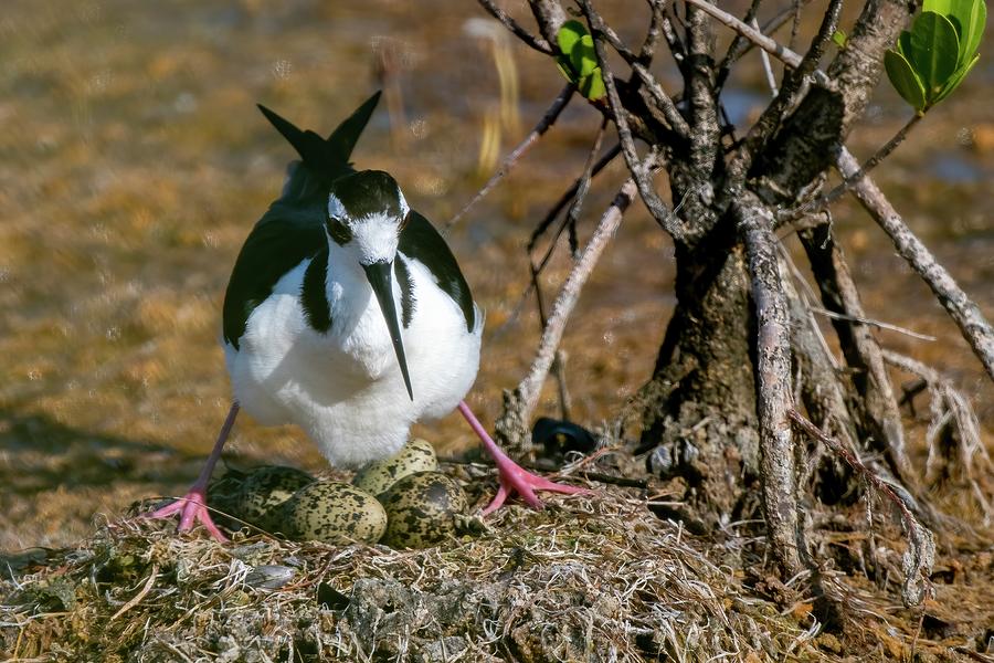 Black-necked Stilt at the Nest Photograph by Bradford Martin