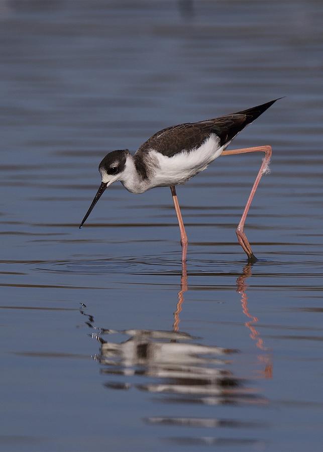 Black Necked Stilt Photograph by David Golding - Fine Art America