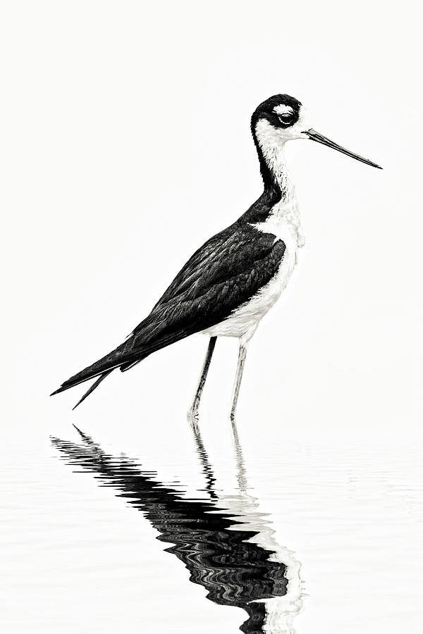 Black-necked Stilt in Black and White Photograph by Perla Copernik